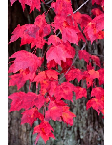 Arce rojo americano (Acer rubrum) arce canadiense - venta de arbolitos verdaderos compra online