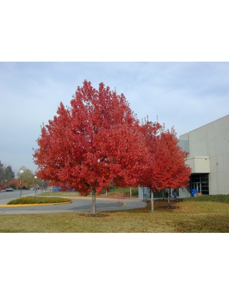 Arce rojo americano (Acer rubrum) arce canadiense - venta de arbolitos verdaderos compra online