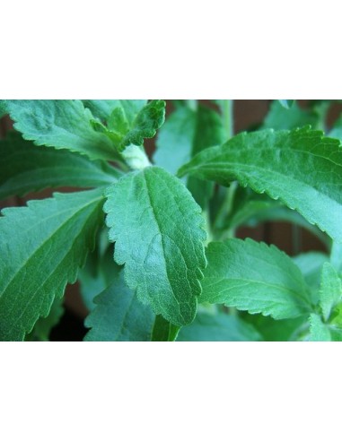 200 Semillas Stevia Rebaudiana - Estevia La Mejor calidad! Venta en linea