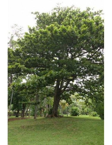 1 Arbol de Almendro Indio - Terminalia catappa - Almendra para cultivo y acuaristas o peces betta