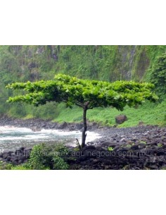 1 Indian almond Tree - Terminalia catappa Live plant for sale Direct from Mexico