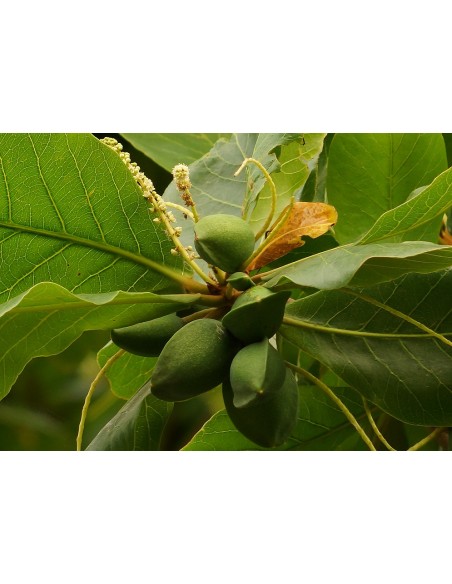 1 Arbol de Almendro Indio - Terminalia catappa - Almendra para cultivo y acuaristas o peces betta