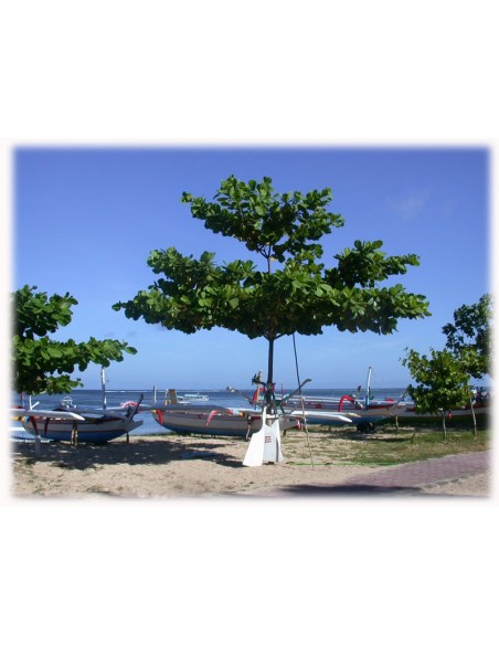 1 Indian almond Tree - Terminalia catappa Live plant for sale Direct from Mexico