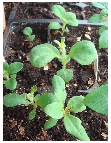 200 Semillas Stevia Rebaudiana - Estevia La Mejor calidad! Venta en linea