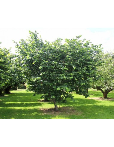 1 Hazel nut Live tree plant - Corylus avellana Common hazel for your garden