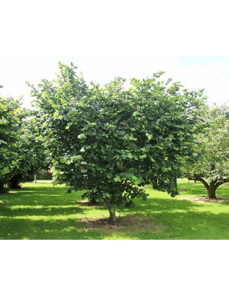 1 Arbol de Avellana Europa - Corylus avellana Arbol de avellanero raro en Mexico