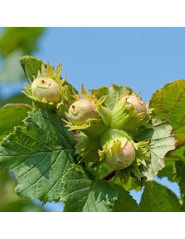 1 Arbol de Avellana Europa - Corylus avellana Arbol de avellanero raro en Mexico