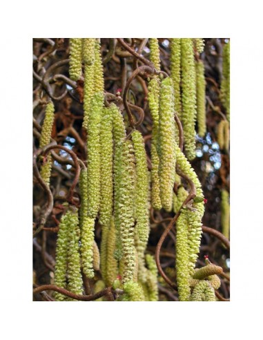 1 Hazel nut Live tree plant - Corylus avellana Common hazel for your garden