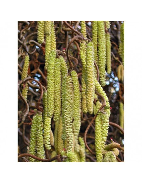1 Hazel nut Live tree plant - Corylus avellana Common hazel for your garden