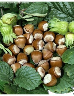 1 Hazel nut Live tree plant - Corylus avellana Common hazel for your garden