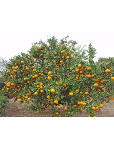 1 Tangerine live tree ''Fremont'' variety from mexico