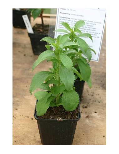 200 Semillas Stevia Rebaudiana - Estevia La Mejor calidad! Venta en linea