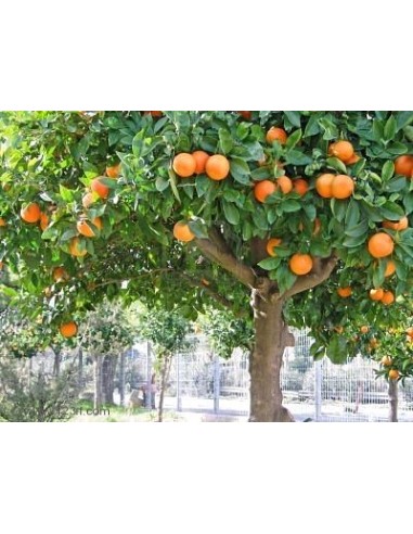 1 Arbol de Mandarina var. Fremont Las mejores mandarinas, Cultivalas en tu jardin.