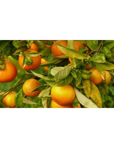 1 Arbol de Mandarina var. Fremont Las mejores mandarinas, Cultivalas en tu jardin.
