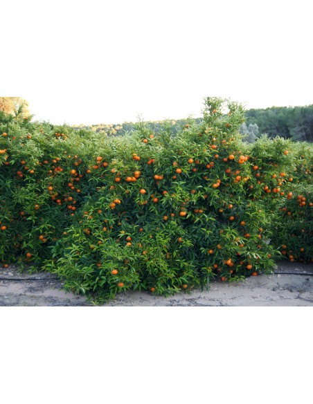 1 Arbol de Mandarina var. Fremont Las mejores mandarinas, Cultivalas en tu jardin.