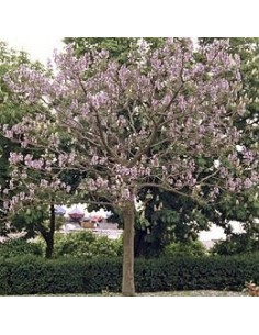 80 Semillas de Kiri - Paulownia tomentosa - Paulounia imperial
