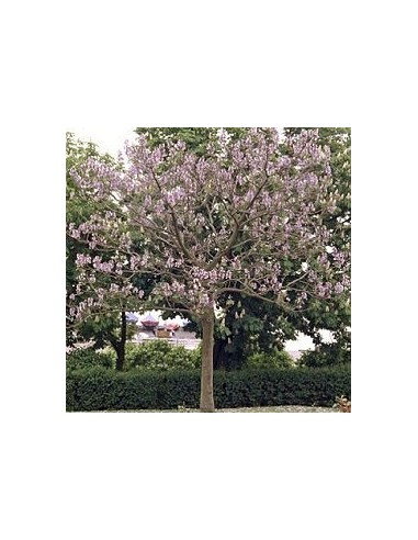 80 Semillas de Kiri - Paulownia tomentosa - Paulounia imperial