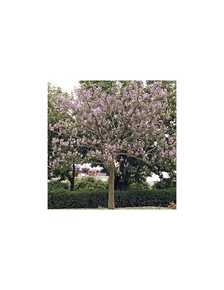 80 Semillas de Kiri - Paulownia tomentosa - Paulounia imperial 80 Semillas de Kiri - Paulownia tomentosa - Paulounia imperial