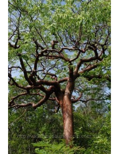 1 Arbol de Palo Mulato - Bursera simaruba - Indio u hombre desnudo o  encuero arbol