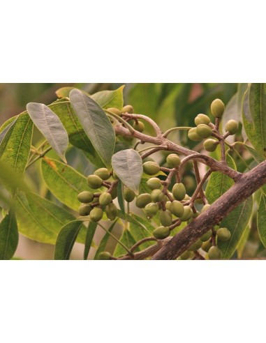1 Arbol de Palo Mulato - Bursera simaruba - Indio u hombre desnudo o  encuero arbol