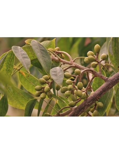 1 Arbol de Palo Mulato - Bursera simaruba - Indio u hombre desnudo o  encuero arbol 1 Arbol de Palo Mulato - Bursera simaruba - Indio u hombre desnudo o  encuero arbol