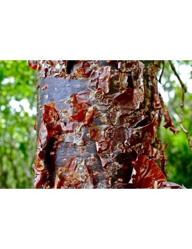 1 Arbol de Palo Mulato - Bursera simaruba - Indio u hombre desnudo o  encuero arbol
