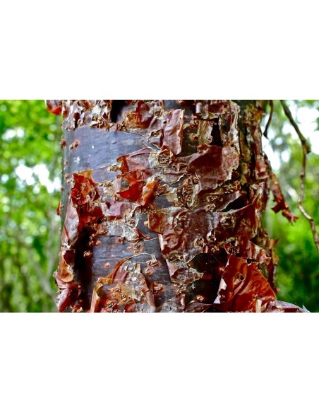 1 Arbol de Palo Mulato - Bursera simaruba - Indio u hombre desnudo o  encuero arbol 1 Arbol de Palo Mulato - Bursera simaruba - Indio u hombre desnudo o  encuero arbol