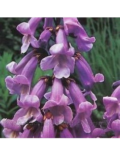 80 Semillas de Kiri - Paulownia tomentosa - Paulounia imperial 2