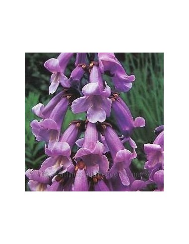 80 Semillas de Kiri - Paulownia tomentosa - Paulounia imperial