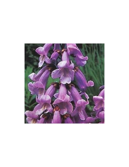 80 Semillas de Kiri - Paulownia tomentosa - Paulounia imperial 80 Semillas de Kiri - Paulownia tomentosa - Paulounia imperial