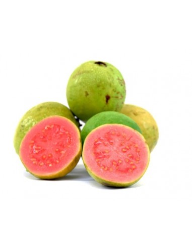 1 Pink guava live plant- psidium guava tree tropicals