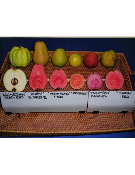 1 Pink guava live plant- psidium guava tree tropicals