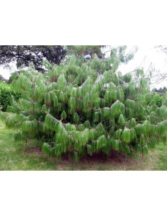 1 Arbolito de Pino ocote - (Pinus patula) Pino lloron o pino amarillo mexicano 2