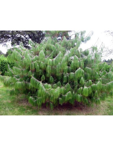 1 Pinus patula -  Mexican pines for sale Online -  Worldwide shipping