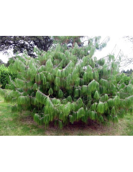 1 Arbolito de Pino ocote - (Pinus patula) Pino lloron o pino amarillo mexicano