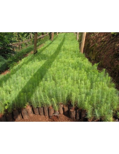 1 Arbolito de Pino ocote - (Pinus patula) Pino lloron o pino amarillo mexicano