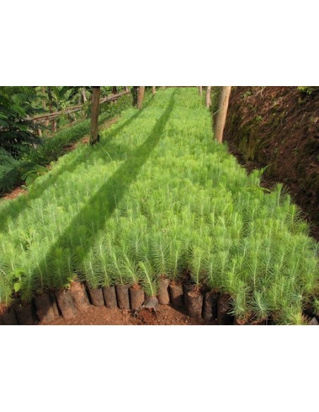 1 Pinus patula -  Mexican pines for sale Online -  Worldwide shipping 1 Pinus patula -  Mexican pines for sale Online -  Worldwide shipping