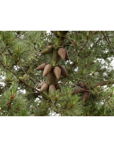 1 Arbolito de Pino ocote - (Pinus patula) Pino lloron o pino amarillo mexicano