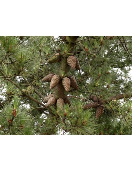 1 Arbolito de Pino ocote - (Pinus patula) Pino lloron o pino amarillo mexicano