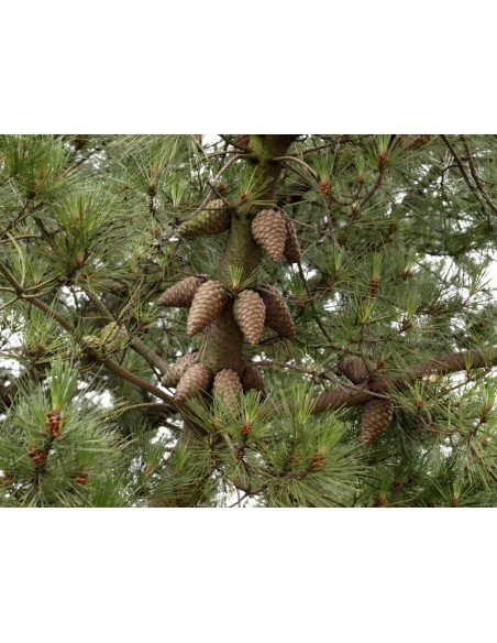 1 Pinus patula -  Mexican pines for sale Online -  Worldwide shipping 1 Pinus patula -  Mexican pines for sale Online -  Worldwide shipping