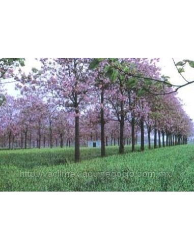 80 Semillas de Kiri - Paulownia tomentosa - Paulounia imperial
