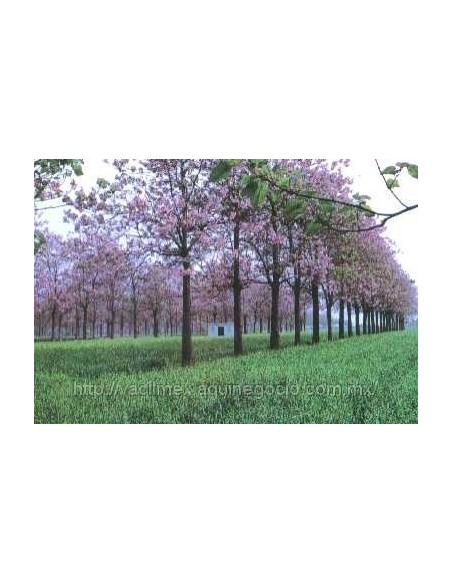 80 Semillas de Kiri - Paulownia tomentosa - Paulounia imperial 80 Semillas de Kiri - Paulownia tomentosa - Paulounia imperial