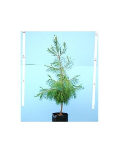 1 Arbolito de Pino ocote - (Pinus patula) Pino lloron o pino amarillo mexicano