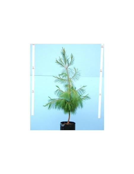 1 Arbolito de Pino ocote - (Pinus patula) Pino lloron o pino amarillo mexicano