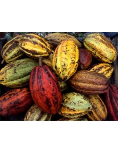 1 Arbolito de Cacao (Theobroma cacao L.) Planta de cacao o Arbol del chocolate venta en linea