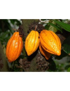 1 Chocolate tree -   (Theobroma cacao Live plants Cacaw -  Worldwide shipping 2
