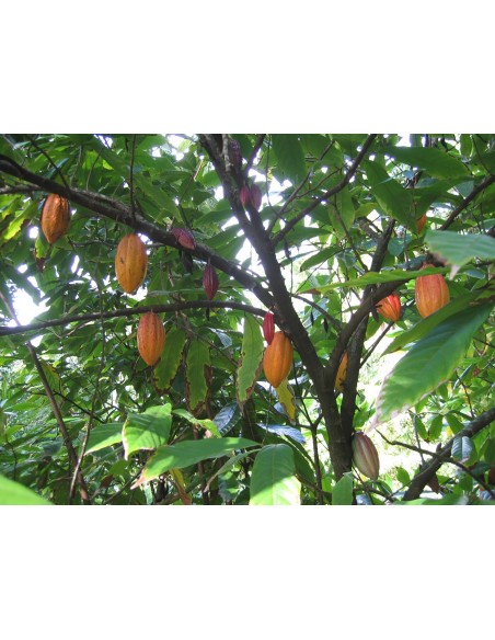 1 Chocolate tree -   (Theobroma cacao Live plants Cacaw -  Worldwide shipping