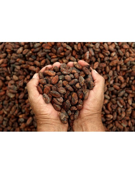 1 Chocolate tree -   (Theobroma cacao Live plants Cacaw -  Worldwide shipping