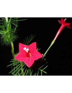 20 Semillas de Ipimea quamoclit Roja (Ipomea quamoclit) Flor estrella semillas en venta en Mexico