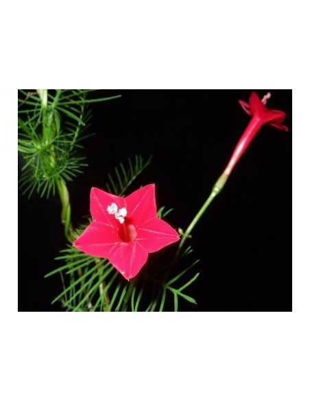 20 Fresh Ipomea quamoclit Seeds - Cypress vine graines available online 20 Fresh Ipomea quamoclit Seeds - Cypress vine graines available online